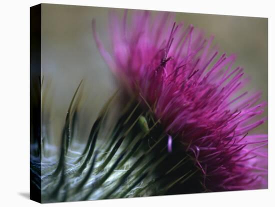 Close-Up of a Scottish Thistle Flower-Murray Louise-Stretched Canvas