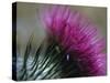 Close-Up of a Scottish Thistle Flower-Murray Louise-Stretched Canvas