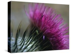 Close-Up of a Scottish Thistle Flower-Murray Louise-Stretched Canvas