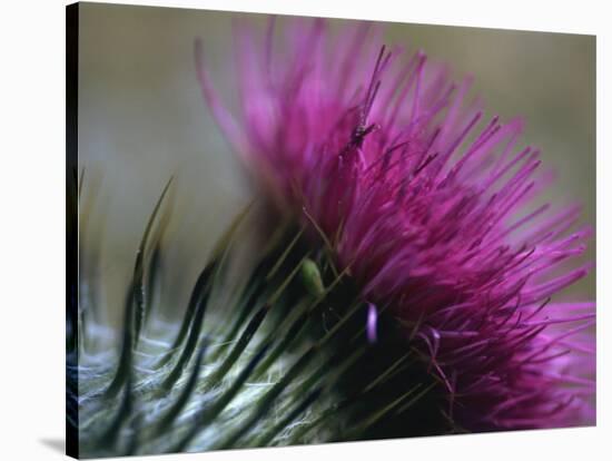 Close-Up of a Scottish Thistle Flower-Murray Louise-Stretched Canvas