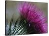 Close-Up of a Scottish Thistle Flower-Murray Louise-Stretched Canvas