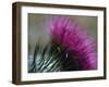 Close-Up of a Scottish Thistle Flower-Murray Louise-Framed Photographic Print