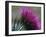 Close-Up of a Scottish Thistle Flower-Murray Louise-Framed Photographic Print