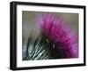 Close-Up of a Scottish Thistle Flower-Murray Louise-Framed Photographic Print