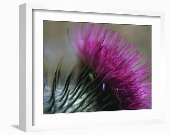 Close-Up of a Scottish Thistle Flower-Murray Louise-Framed Photographic Print