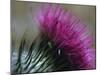 Close-Up of a Scottish Thistle Flower-Murray Louise-Mounted Photographic Print