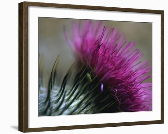 Close-Up of a Scottish Thistle Flower-Murray Louise-Framed Photographic Print