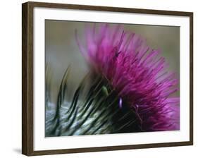 Close-Up of a Scottish Thistle Flower-Murray Louise-Framed Photographic Print