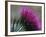 Close-Up of a Scottish Thistle Flower-Murray Louise-Framed Photographic Print