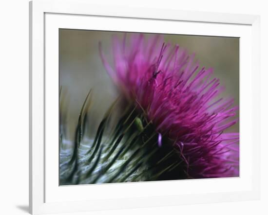 Close-Up of a Scottish Thistle Flower-Murray Louise-Framed Photographic Print