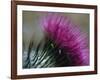 Close-Up of a Scottish Thistle Flower-Murray Louise-Framed Photographic Print