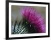 Close-Up of a Scottish Thistle Flower-Murray Louise-Framed Photographic Print