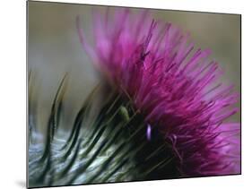 Close-Up of a Scottish Thistle Flower-Murray Louise-Mounted Photographic Print