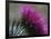 Close-Up of a Scottish Thistle Flower-Murray Louise-Framed Photographic Print