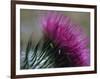 Close-Up of a Scottish Thistle Flower-Murray Louise-Framed Photographic Print