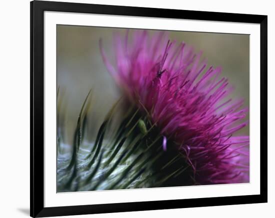 Close-Up of a Scottish Thistle Flower-Murray Louise-Framed Photographic Print