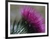 Close-Up of a Scottish Thistle Flower-Murray Louise-Framed Photographic Print