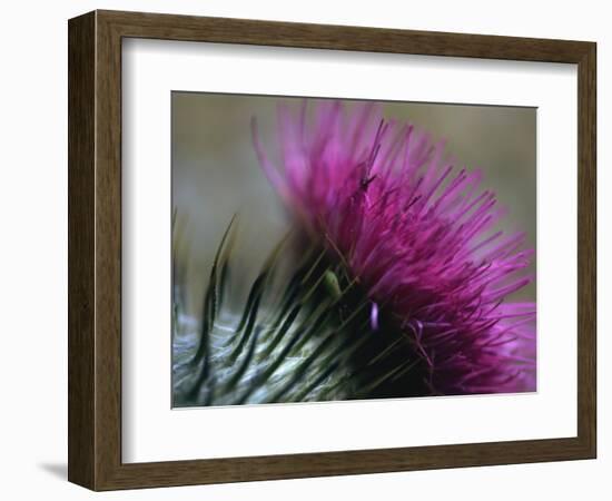 Close-Up of a Scottish Thistle Flower-Murray Louise-Framed Photographic Print