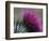 Close-Up of a Scottish Thistle Flower-Murray Louise-Framed Photographic Print