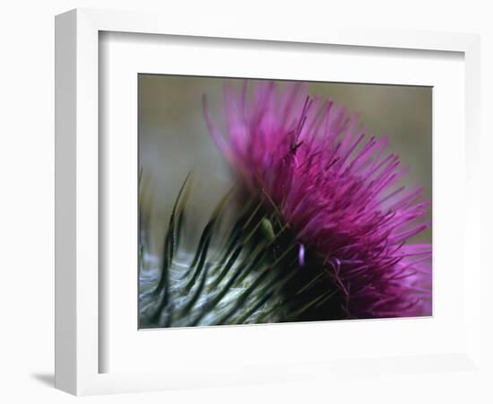 Close-Up of a Scottish Thistle Flower-Murray Louise-Framed Photographic Print