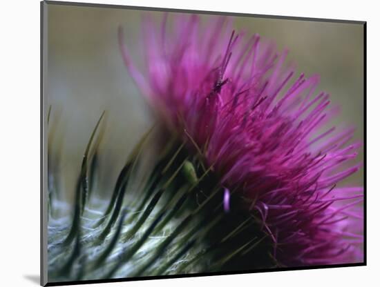 Close-Up of a Scottish Thistle Flower-Murray Louise-Mounted Photographic Print