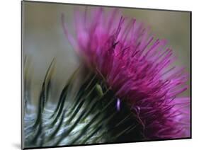 Close-Up of a Scottish Thistle Flower-Murray Louise-Mounted Photographic Print