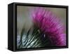 Close-Up of a Scottish Thistle Flower-Murray Louise-Framed Stretched Canvas