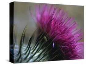 Close-Up of a Scottish Thistle Flower-Murray Louise-Stretched Canvas