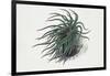 Close-Up of a Sea Anemone (Anemonia Sulcata)-null-Framed Giclee Print