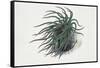 Close-Up of a Sea Anemone (Anemonia Sulcata)-null-Framed Stretched Canvas