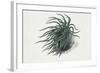 Close-Up of a Sea Anemone (Anemonia Sulcata)-null-Framed Giclee Print