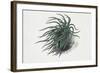 Close-Up of a Sea Anemone (Anemonia Sulcata)-null-Framed Giclee Print