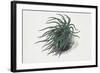 Close-Up of a Sea Anemone (Anemonia Sulcata)-null-Framed Giclee Print