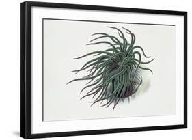 Close-Up of a Sea Anemone (Anemonia Sulcata)-null-Framed Giclee Print