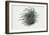 Close-Up of a Sea Anemone (Anemonia Sulcata)-null-Framed Giclee Print