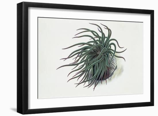 Close-Up of a Sea Anemone (Anemonia Sulcata)-null-Framed Giclee Print