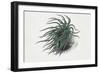 Close-Up of a Sea Anemone (Anemonia Sulcata)-null-Framed Giclee Print