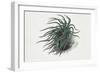 Close-Up of a Sea Anemone (Anemonia Sulcata)-null-Framed Giclee Print