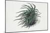 Close-Up of a Sea Anemone (Anemonia Sulcata)-null-Mounted Giclee Print