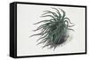 Close-Up of a Sea Anemone (Anemonia Sulcata)-null-Framed Stretched Canvas