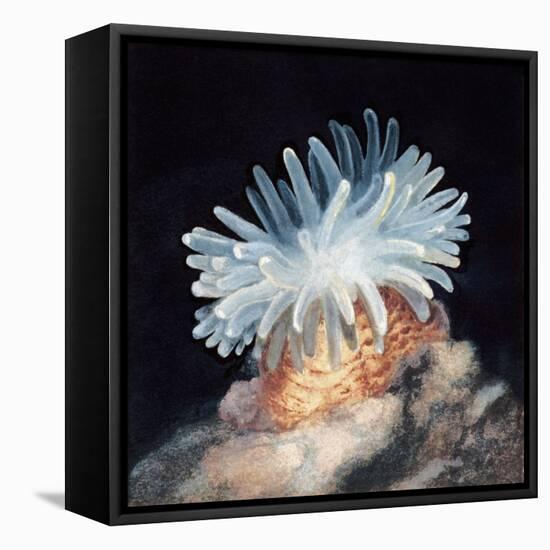 Close-Up of a Sea Anemone-null-Framed Stretched Canvas