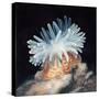 Close-Up of a Sea Anemone-null-Stretched Canvas
