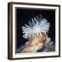 Close-Up of a Sea Anemone-null-Framed Giclee Print