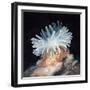 Close-Up of a Sea Anemone-null-Framed Giclee Print