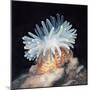 Close-Up of a Sea Anemone-null-Mounted Giclee Print