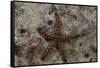 Close-Up of a Sea Star, Beqa Lagoon Fiji-Stocktrek Images-Framed Stretched Canvas