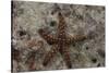 Close-Up of a Sea Star, Beqa Lagoon Fiji-Stocktrek Images-Stretched Canvas