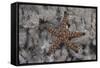 Close-Up of a Sea Star, Beqa Lagoon Fiji-Stocktrek Images-Framed Stretched Canvas