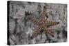 Close-Up of a Sea Star, Beqa Lagoon Fiji-Stocktrek Images-Stretched Canvas