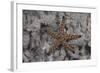 Close-Up of a Sea Star, Beqa Lagoon Fiji-Stocktrek Images-Framed Photographic Print